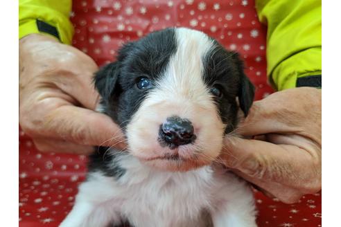 成約済の愛知県のボーダーコリー-84215