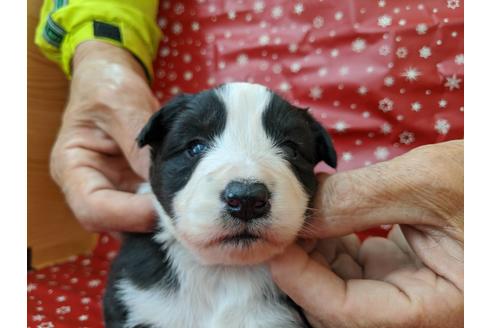 成約済の愛知県のボーダーコリー-84216の3枚目