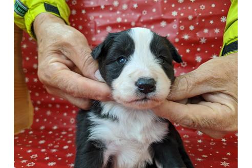 成約済の愛知県のボーダーコリー-84216