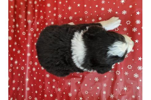 成約済の愛知県のボーダーコリー-84217の2枚目