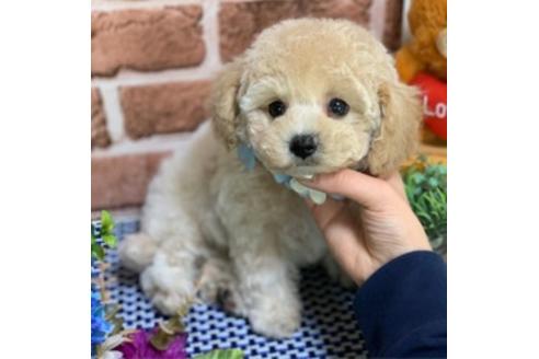 香川県のミックス犬 男の子 19 09 12生まれ クリーム 子犬id 968 ブリーダーナビ