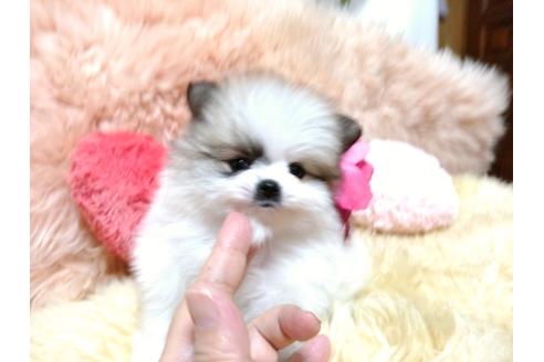 成約済の愛知県のポメラニアン-84222の5枚目