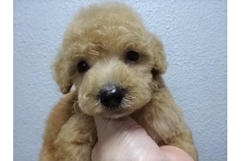 成約済の大阪府のトイプードル-83735の3枚目