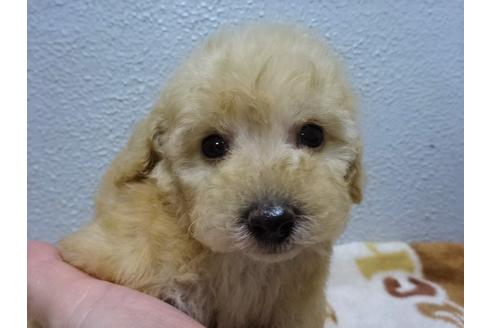 成約済の大阪府のトイプードル-83738の3枚目