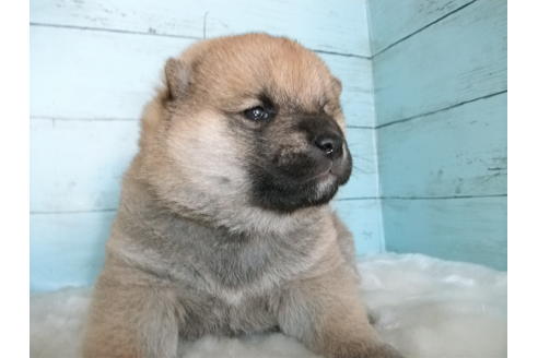 成約済の埼玉県の柴犬-84254の3枚目