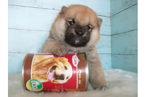 成約済の埼玉県の柴犬-84254の2枚目
