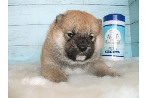 成約済の埼玉県の柴犬-84257の1枚目