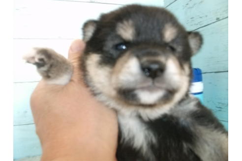 成約済の埼玉県の柴犬-84260の5枚目