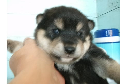 成約済の埼玉県の柴犬-84260の2枚目