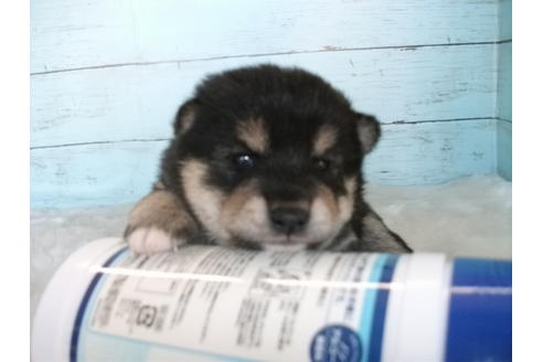 成約済の埼玉県の柴犬-84260の1枚目
