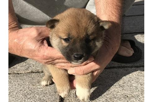 成約済の長崎県の柴犬-83222の2枚目