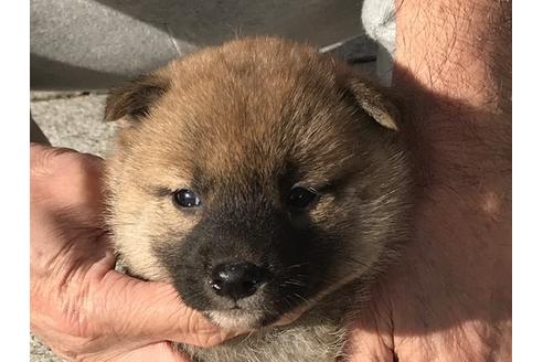 成約済の長崎県の柴犬-83224