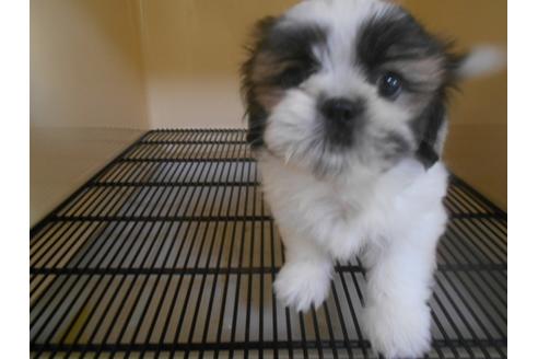 成約済の福岡県のシーズー-84290の1枚目