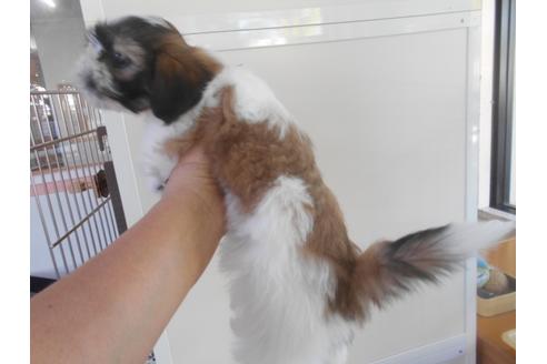 成約済の福岡県のシーズー-84290の5枚目