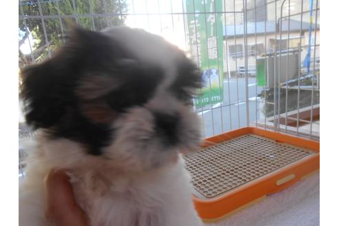 成約済の福岡県のシーズー-84290の4枚目