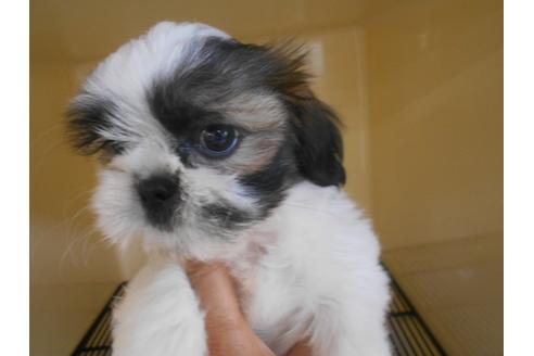 成約済の福岡県のシーズー-84290の3枚目