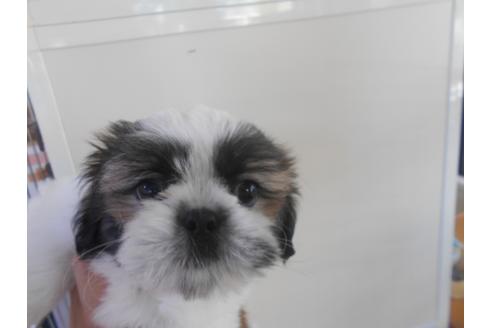 成約済の福岡県のシーズー-84290の2枚目