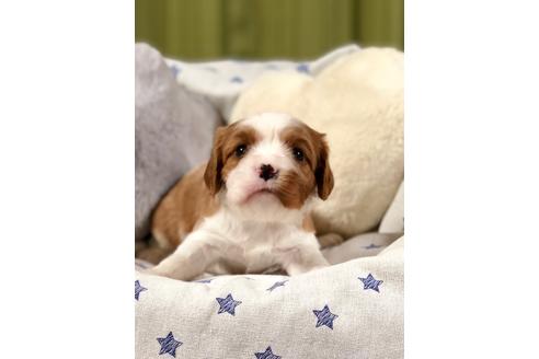成約済の埼玉県のキャバリアキングチャールズスパニエル-84304