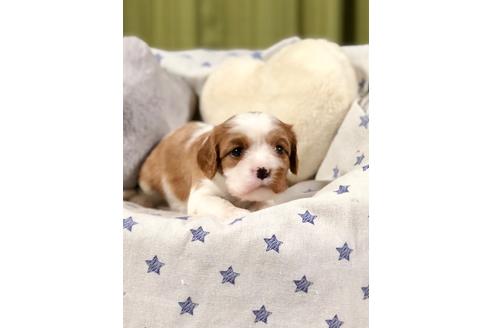 成約済の埼玉県のキャバリアキングチャールズスパニエル-84304の5枚目