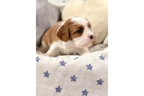 成約済の埼玉県のキャバリアキングチャールズスパニエル-84304の4枚目