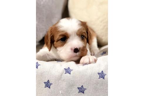 成約済の埼玉県のキャバリアキングチャールズスパニエル-84304の3枚目