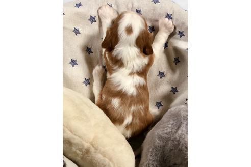 成約済の埼玉県のキャバリアキングチャールズスパニエル-84304の2枚目