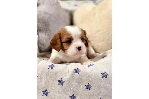 成約済の埼玉県のキャバリアキングチャールズスパニエル-84305