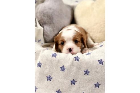 成約済の埼玉県のキャバリアキングチャールズスパニエル-84305の4枚目