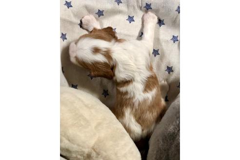 成約済の埼玉県のキャバリアキングチャールズスパニエル-84305の2枚目