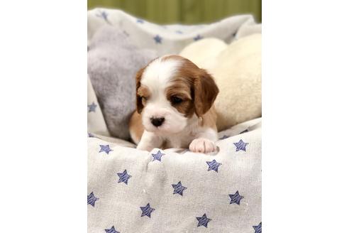 成約済の埼玉県のキャバリアキングチャールズスパニエル-84306の4枚目
