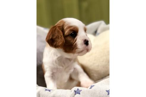 成約済の埼玉県のキャバリアキングチャールズスパニエル-84306の3枚目