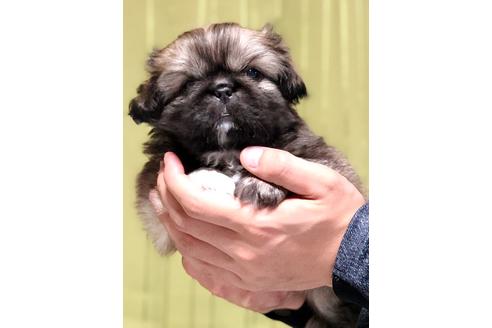 成約済の埼玉県のペキニーズ-84309の1枚目