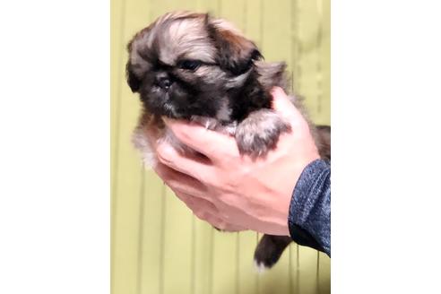 成約済の埼玉県のペキニーズ-84309の5枚目