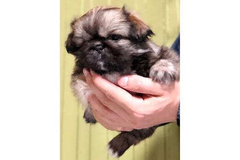 成約済の埼玉県のペキニーズ-84309の4枚目