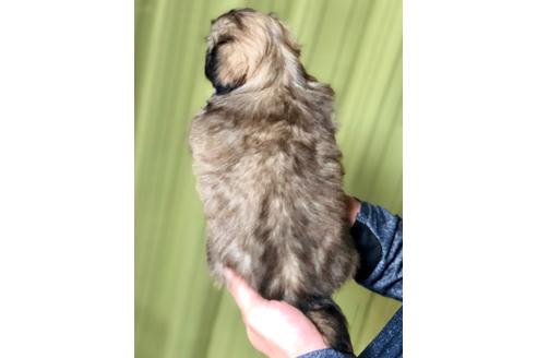 成約済の埼玉県のペキニーズ-84309の2枚目