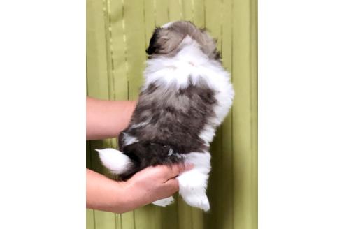 成約済の埼玉県のペキニーズ-84307の6枚目