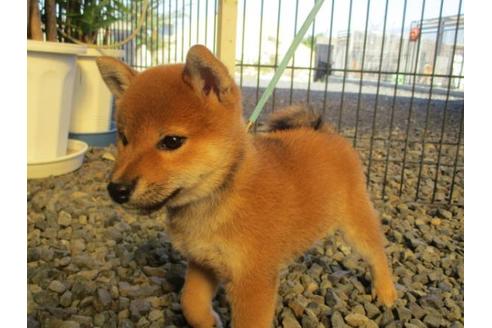 成約済の岡山県の柴犬-84328の4枚目