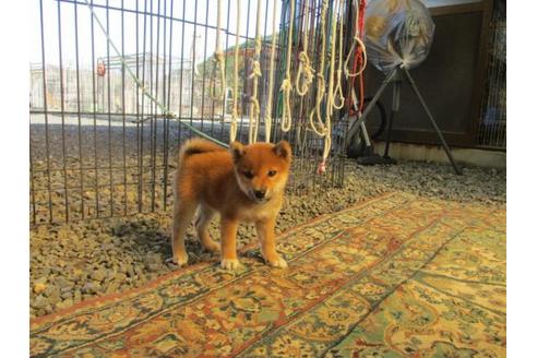 成約済の岡山県の柴犬-84328の3枚目