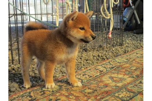 成約済の岡山県の柴犬-84328の2枚目