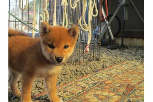 成約済の岡山県の柴犬-84328の1枚目