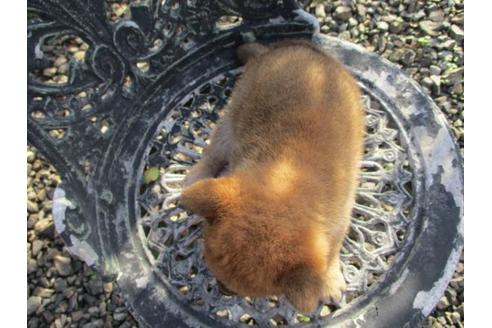 成約済の岡山県の柴犬-84330の3枚目