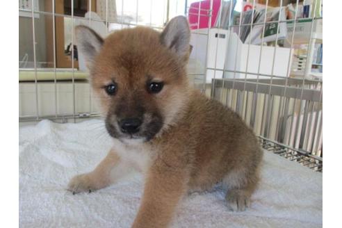 成約済の岡山県の柴犬-84330の2枚目