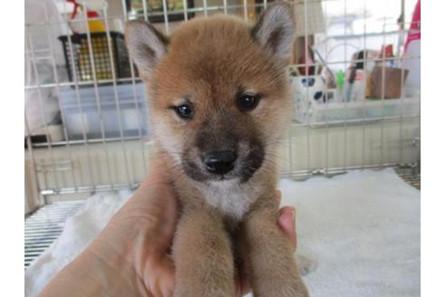 成約済の岡山県の柴犬-84330の1枚目