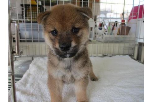 成約済の岡山県の柴犬-84331の3枚目