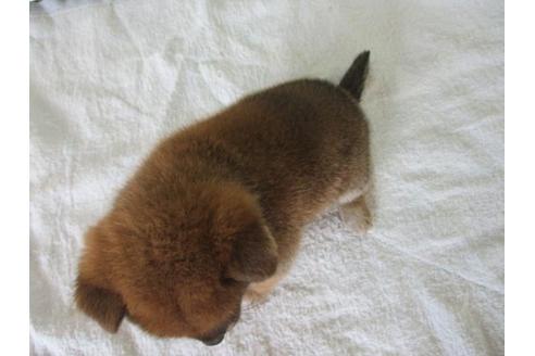 成約済の岡山県の柴犬-84331の2枚目