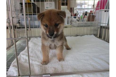 成約済の岡山県の柴犬-84331