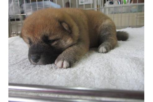 成約済の岡山県の柴犬-84338の4枚目