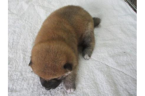 成約済の岡山県の柴犬-84338の3枚目