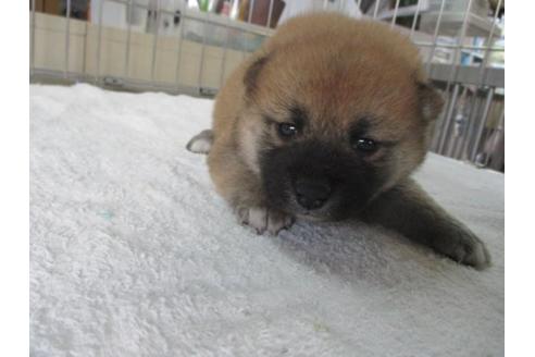 成約済の岡山県の柴犬-84338の2枚目