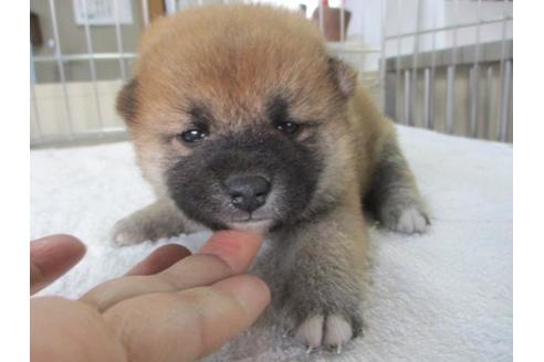 成約済の岡山県の柴犬-84338